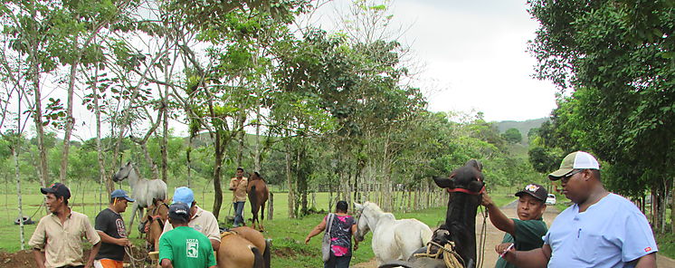 Jornada de Vacunacin Equina en Panam Oeste