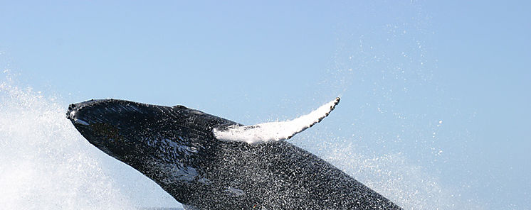 Comienza temporada de avistamiento de ballenas