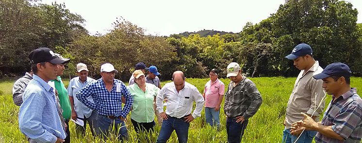 Capacitan a productores en manejo de potreros y bancos forrajeros 