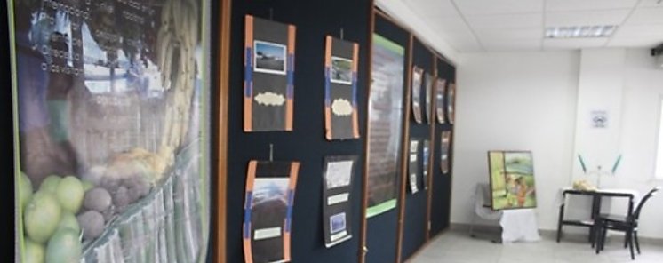 Exhibición de arte y pintura en Bocas del Toro Exhibición de arte y pintura en Bocas del Toro