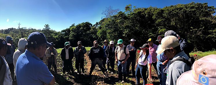 MIDA entrega semillas de papa a productores de la comarca NgbeBugl