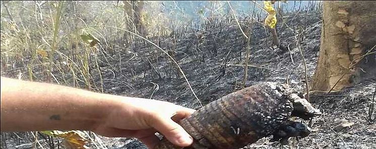 Panam tiene un grave problema con los incendios de masa vegetal