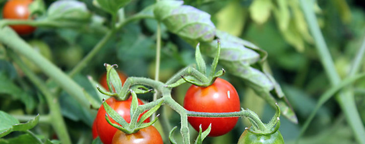 Un beneficio poco conocido de los tomates para la sangre