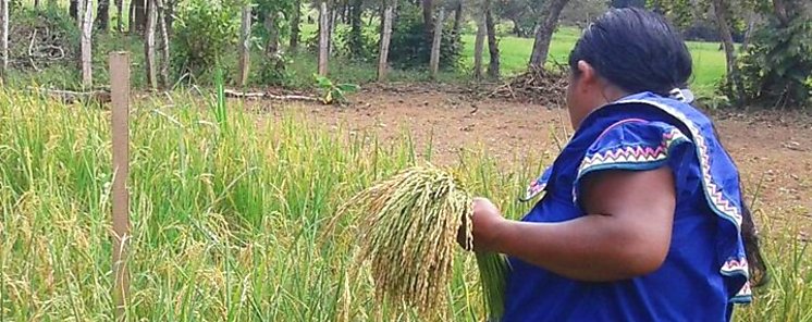 Da Mundial de la Agricultura