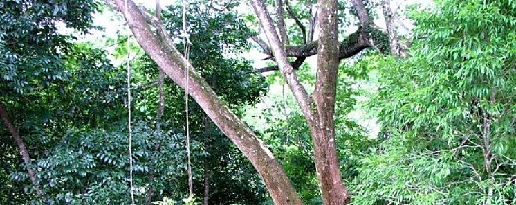 Ordenan reforestar y la prohibicin de entrada al Parque Soberana a ciudadanos por talar y querer trasegar maderas de rbol Cocobolo