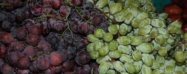 Recomiendan el consumo de uvas contra el colesterol