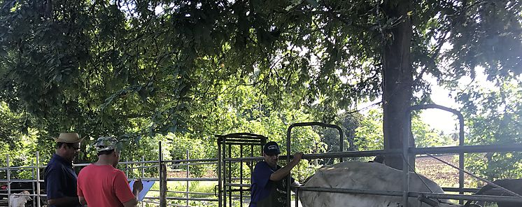 Avanzan actividades en fincas de difusin tecnolgica en Los Santos 