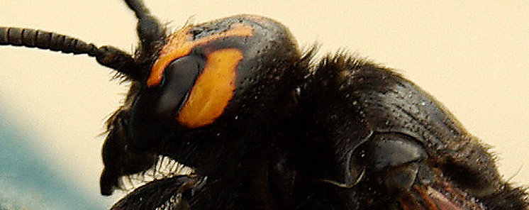 Encuentran en Costa Rica una especie de abeja que evolucion para comer carne