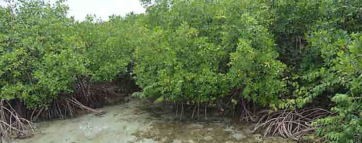 Instituto Smithsonian inaugura sendero del manglar en Panam