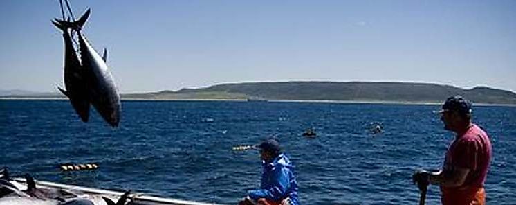 El cambio climtico redistribuir los atunes 