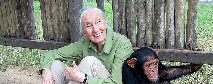 Jane Goodall Estamos viviendo la sexta extincin masiva de especies causada por nosotros