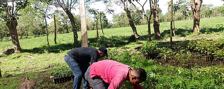 MIDA Los Santos incentiva a la reforestacin de los campos