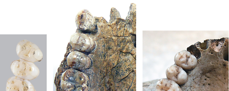 Una nueva especie humana coetnea al Homo sapiens viva en Filipinas 
