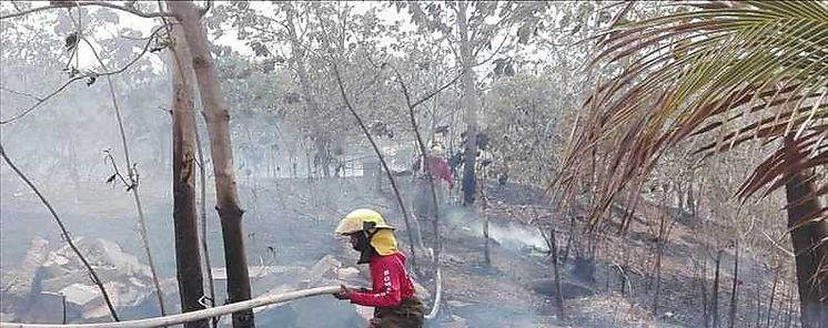 Alertan en COP 14 de la alta deforestacin en Amrica Latina y Caribe