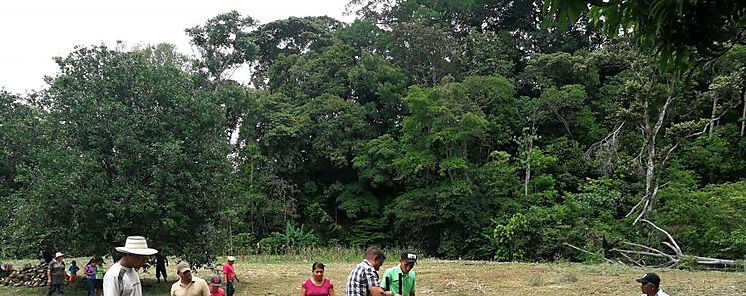 MIDA Cocl y Cobre Panam capacitan a productores en el cultivo de pltano