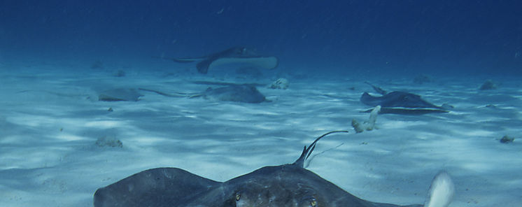 Contina consulta nacional sobre la proteccin de Tiburones y Rayas 