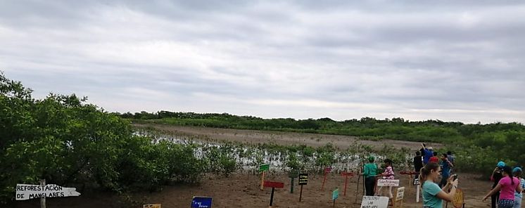 2 mil rboles fueron replantados en mangle de El Ejido en la provincia de Los Santos 