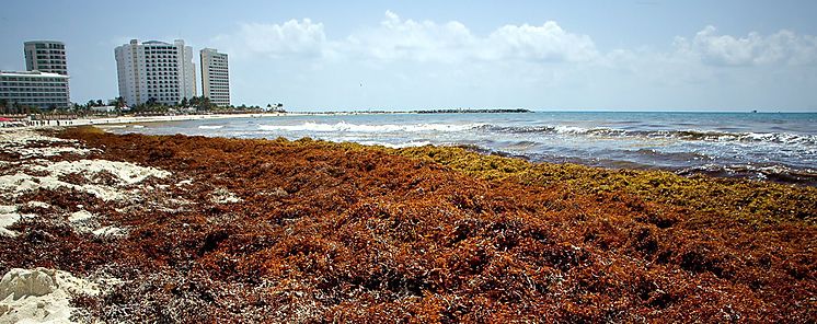 Sargazo las algas que vuelven marrn al agua turquesa del Caribe