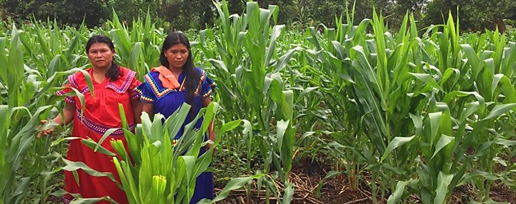 Poblacin rural prioridad en restauracin de ecosistemas