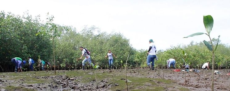 Reforestan estero de Boca Vieja 