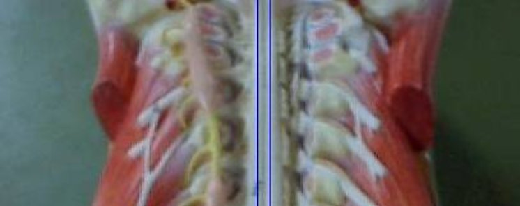 Cientficos descubren potencial de mdula sea para tratar infertilidad