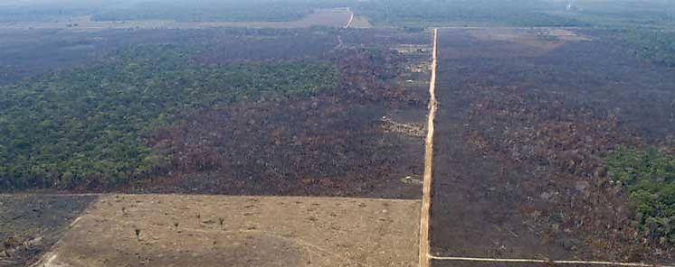 Amazonia brasilea registra mayor deforestacin en 11 aos