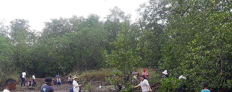 Reforestan zona de manglar en Baco