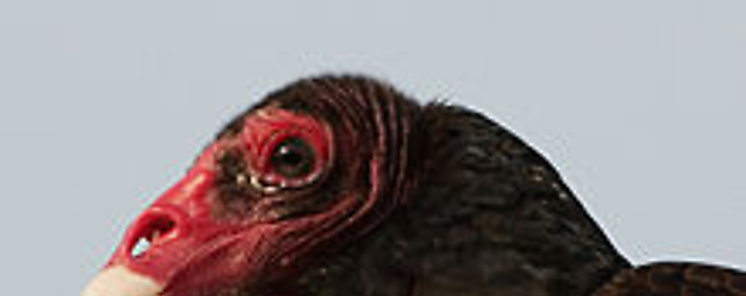 Aumento de gallinazos cabeza roja detecta monitoreo de aves migratorias en su paso por Panam 