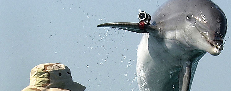 Delfines de Bocas del Toro felices con la cuarentena humana