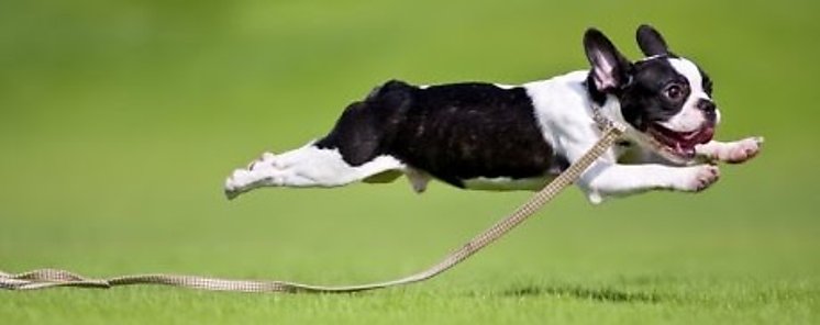 Acabar con la rabia y ms enfermedades zoonticas un reto sanitario