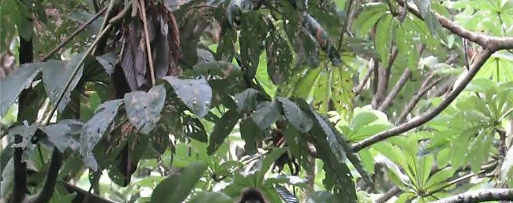 El mono araa colorado