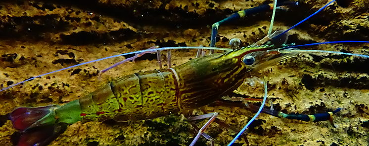 Herrera impulsa el cultivo de camarn MACROBRACHIUM ROSENBERGII