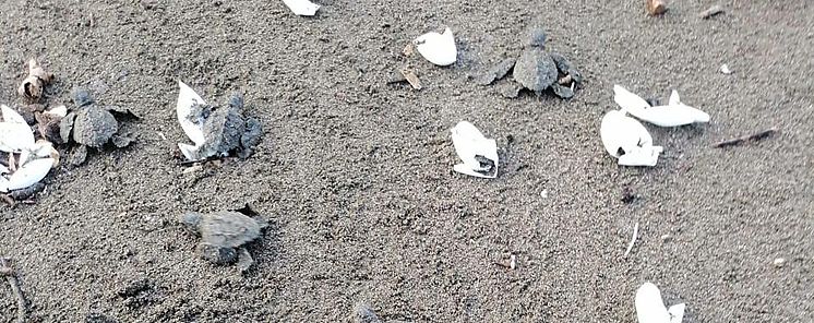 5000 nacimientos de tortugas lora en Playa la Marinera