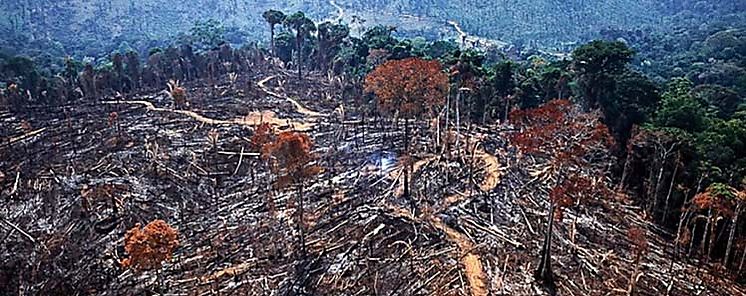Deforestación se desaceleró en 2021  Deforestación se desaceleró en 2021