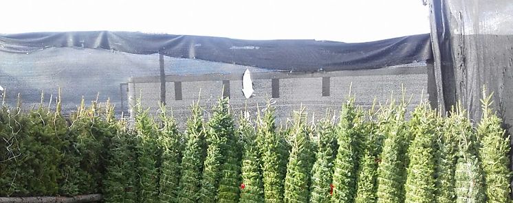 Tres puntos para recolectar arbolitos de Navidad