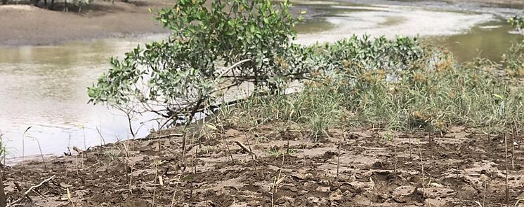 Mejoran cobertura boscosa de los manglares chiricanos