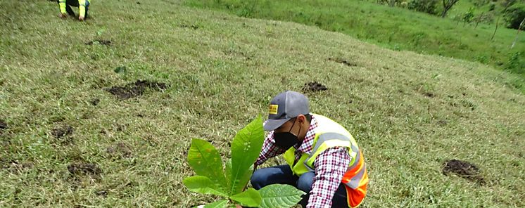 Inicia siembra de rboles como parte del Plan de Mitigacin Ambiental de proyecto vial en Chiriqu