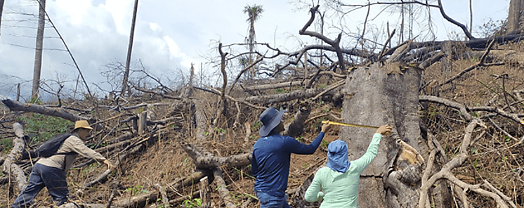 Bosques tropicales desaparecidos pueden recuperarse