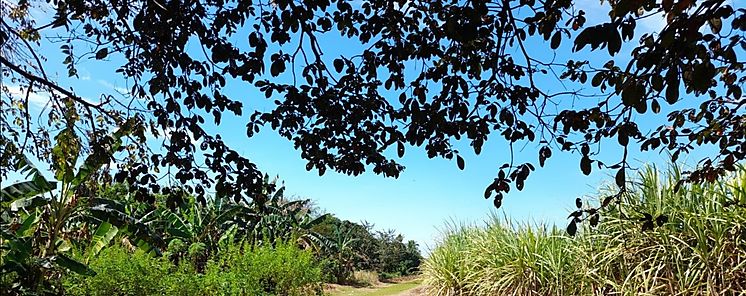 Cocl se prepara para implementar cosecha verde durante la zafra 2022