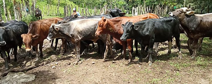 Seleccionan 20 novillos para proyecto bovino ceba tradicional