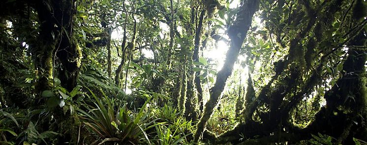 Investigadores realizan expedición al Cerro Chucantí Investigadores realizan expedición al Cerro Chucantí