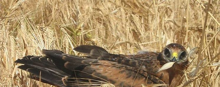 Aguilucho cenizo elegido ave del ao 2023