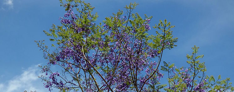 Jacaranda caucana el rbol 5 millones sembrado por el Canal de Panam 