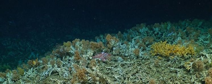 Descubren primitivos arrecifes de coral en Reserva Marina de Galpagos