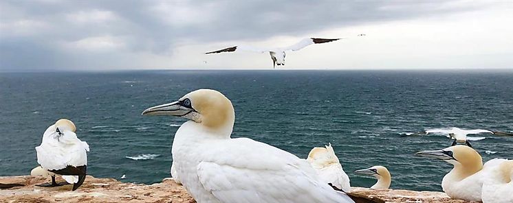 Activan protocolos sanitarios en Galpagos por aves enfermas