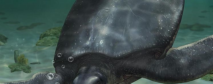 Hallan en Panam un fsil de tortuga con ADN