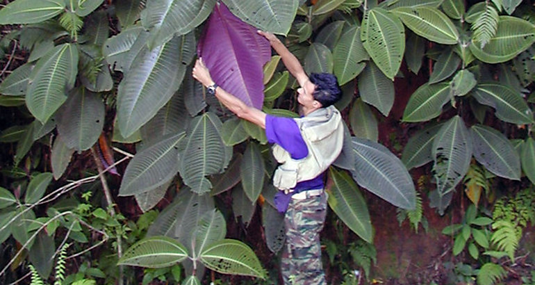 Miconia calvescens