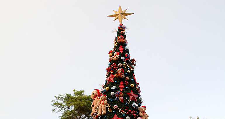 navida  parque omar