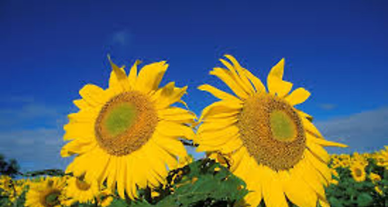 Girasoles