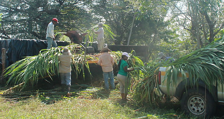 Faenas del campo